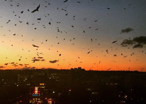 Celinne_Da_Costa